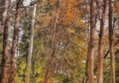 vatra dornei (7)