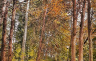 vatra dornei (7)